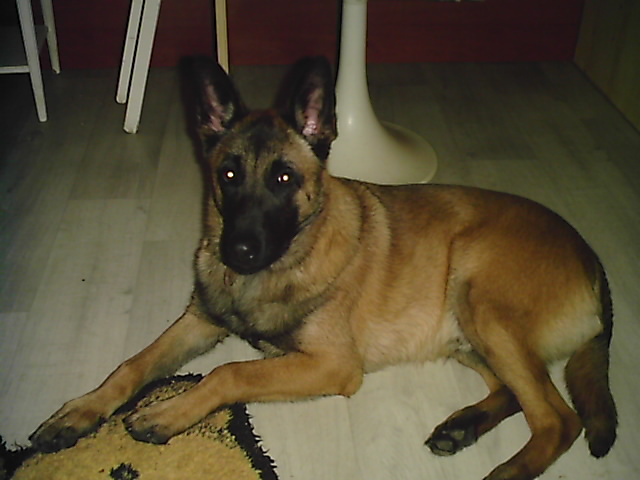 Volka , jeune malinois de 6 mois , recherche co-voiturage (annulé) E_volk14