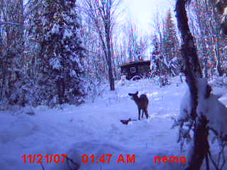 camera moultrie Photo_10