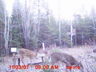 camera moultrie Photo_13