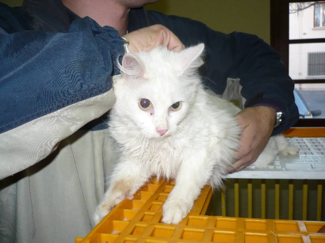 Suite  dcs 4 jeunes chattes blanches en SOS (66) Angora10