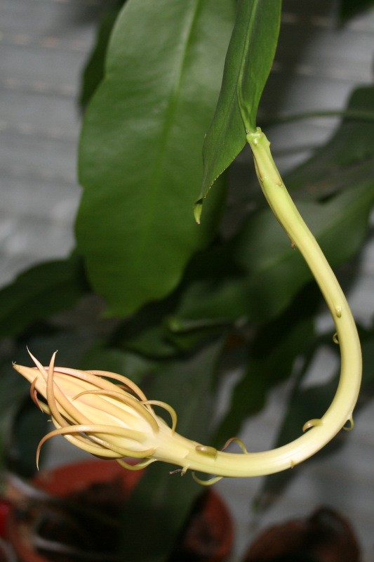 Epiphyllum oxypetalum Img_3910
