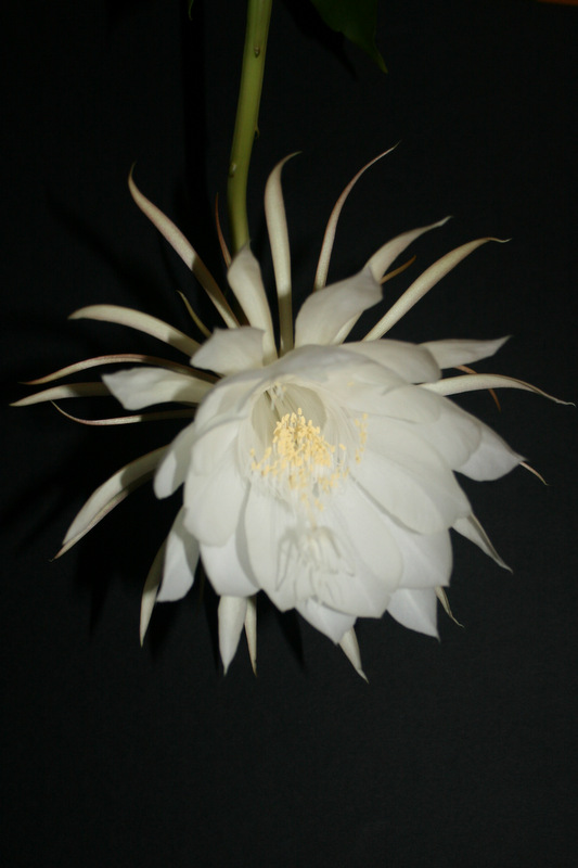 Epiphyllum oxypetalum Img_3913