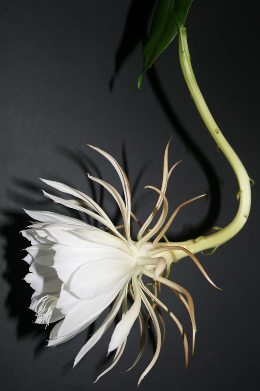 Epiphyllum oxypetalum Img_3915