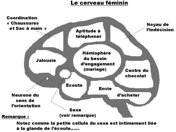 cerveau masculin Duivnh10