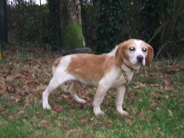 CHAMPAGNE - mini Beagle M - (56) Pontivy Nov_0210