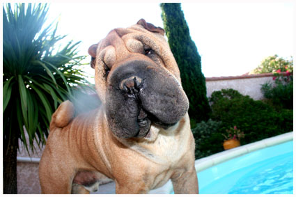 shar-pei en vacance Haker410