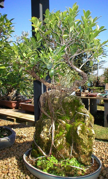 Museu del bonsai - La Bisbal, Catalunya. 10ficu10