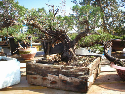 Museu del bonsai - La Bisbal, Catalunya. 11cult10