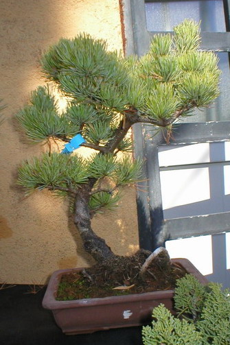 Museu del bonsai - La Bisbal, Catalunya. 3bispi10