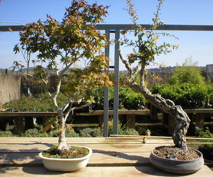 Museu del bonsai - La Bisbal, Catalunya. 3ter_10