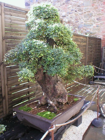 Museu del bonsai - La Bisbal, Catalunya. 6gbons10