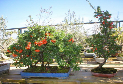 Museu del bonsai - La Bisbal, Catalunya. 9coton10