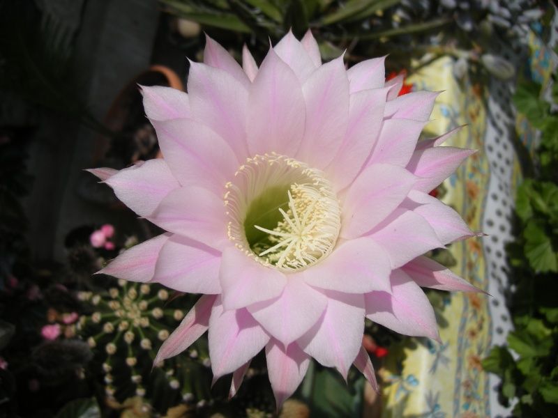 FLEURS DE CACTUS 2007-011