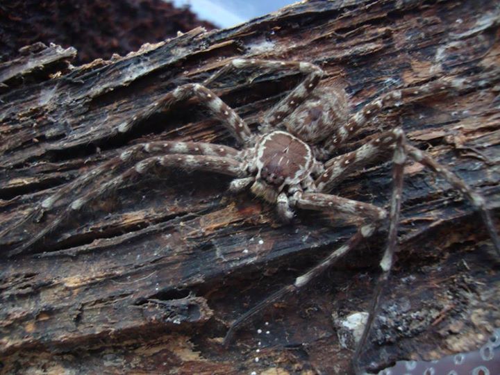 Sparassidae sp Indonésie 10850111