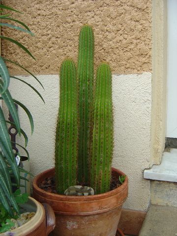 Echinopsis spachiana synonyme Trichocereus spachianus Dsc05550