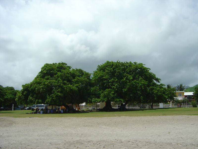 Millettia pinnata - Pongamia pinnata -  Mer810