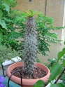 Pachypodium lamerei Z18_ma10