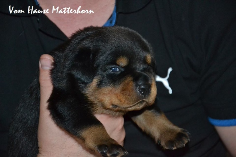 Rottweiler - Ida x Lacky 11701010