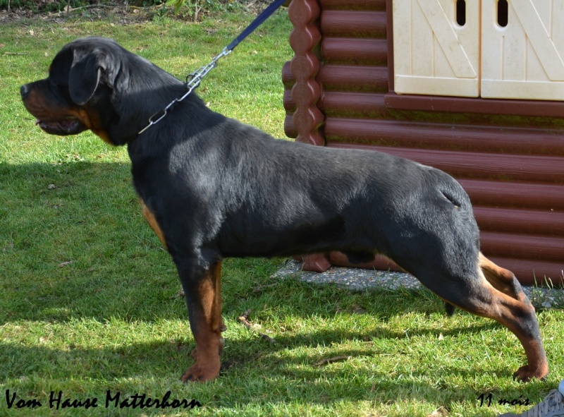 Rottweiler mâle 15 mois (44) Naskar10