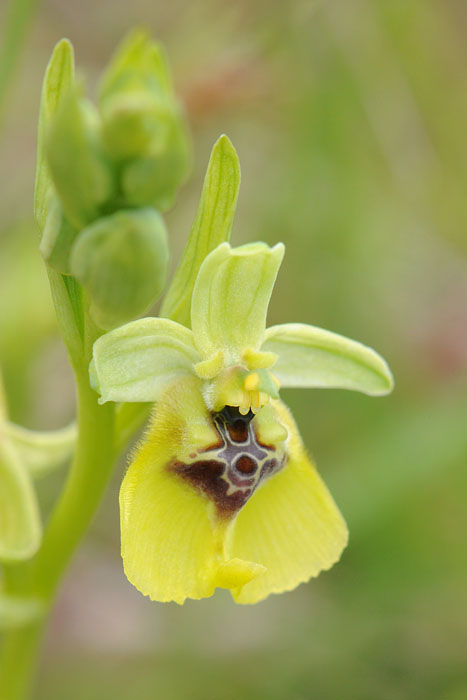 Les Ophrys tardifs d'Italie du sud - Page 2 Dsc_0217