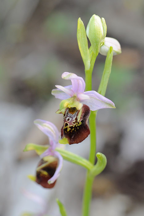 Ophrys dinarica Dsc_1010