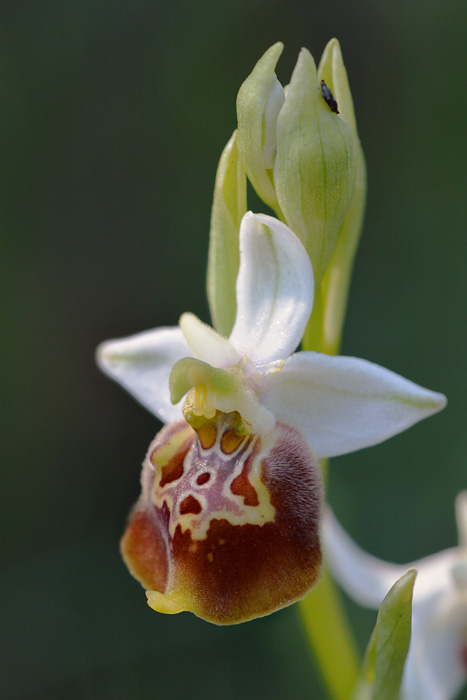 Ophrys dinarica Jlr_1028