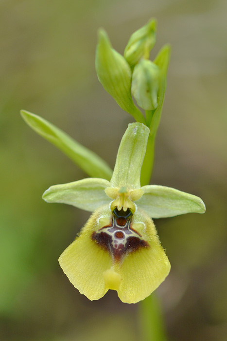 Ophrys  lacaitae Jlr_9712