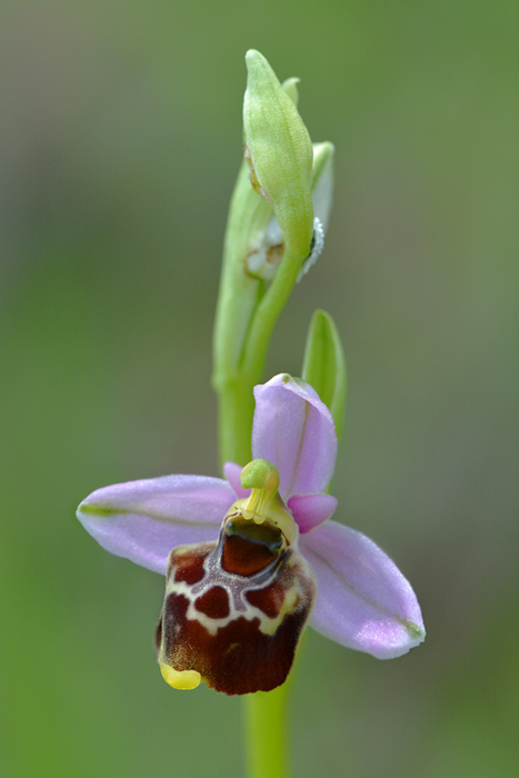 Ophrys  gracilis Jlr_9811