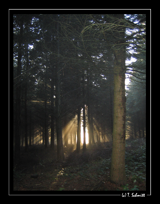 La Forêt de Moulins - Page 4 Foret10
