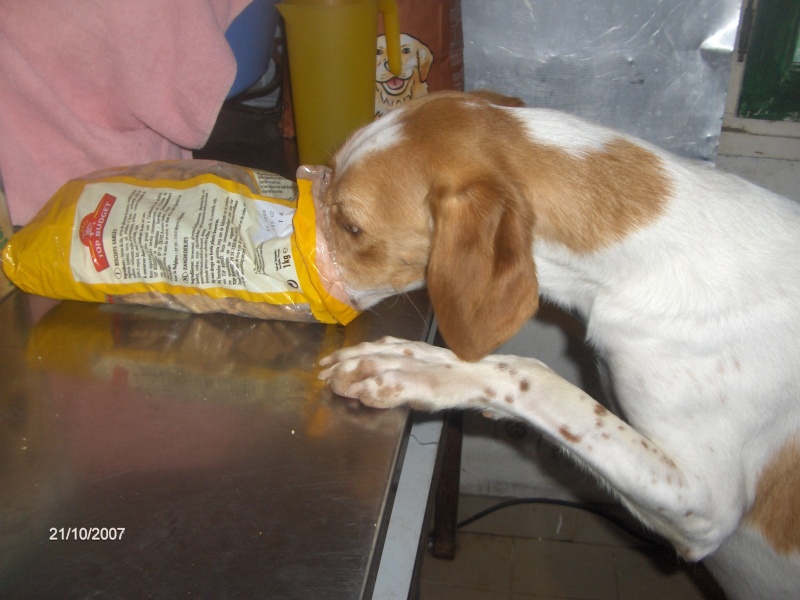 KINDER, type beagle mâle, 3 ans (17) Photo_10