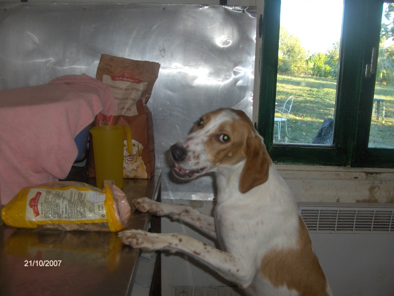 KINDER, type beagle mâle, 3 ans (17) Photo_11