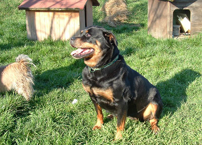 Rita 7ans LOF (spa de Colmar) Rotti-11