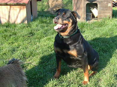 Rita 7ans LOF (spa de Colmar) Rotti-12