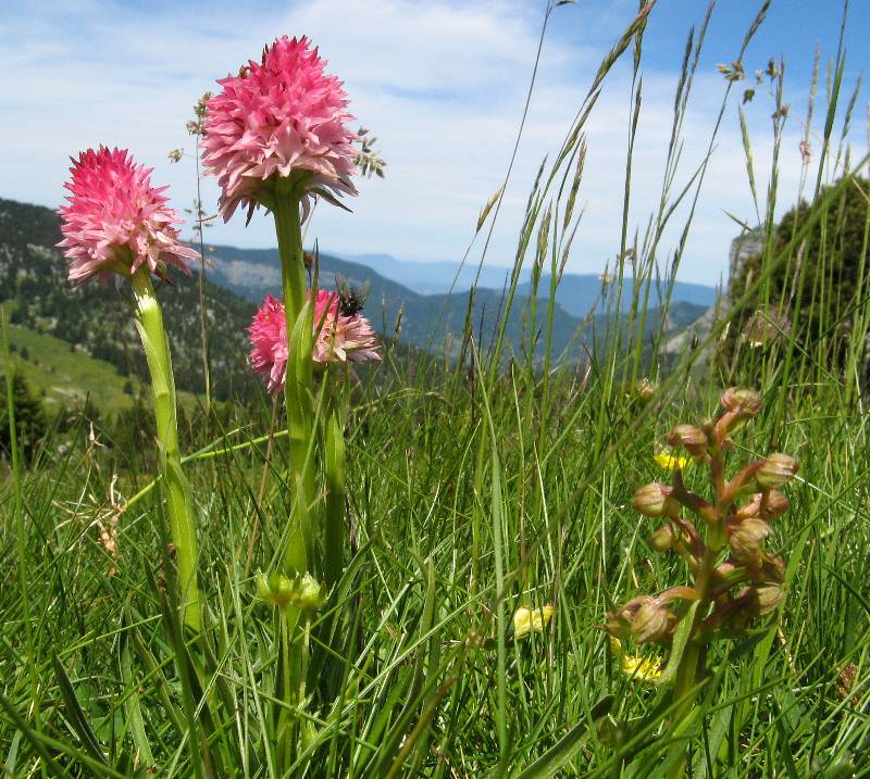 Gymnadenia ( Nigritella ) corneliana ( N.de Cornelia ) Nig210