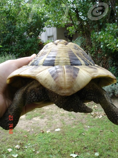 2 tortues a identifier Eglant11