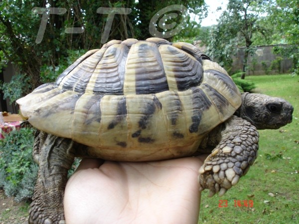 2 tortues a identifier Eglant12