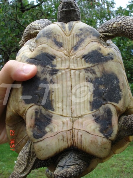 2 tortues a identifier Eglant14