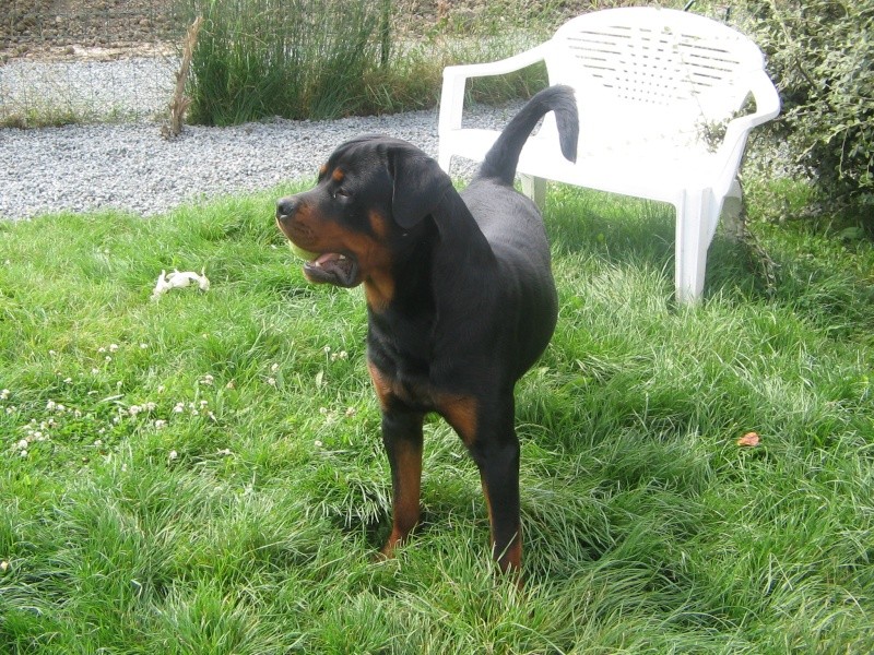 Bumbo le 03/08/2007 dans le jardin ;) Bumbo_18