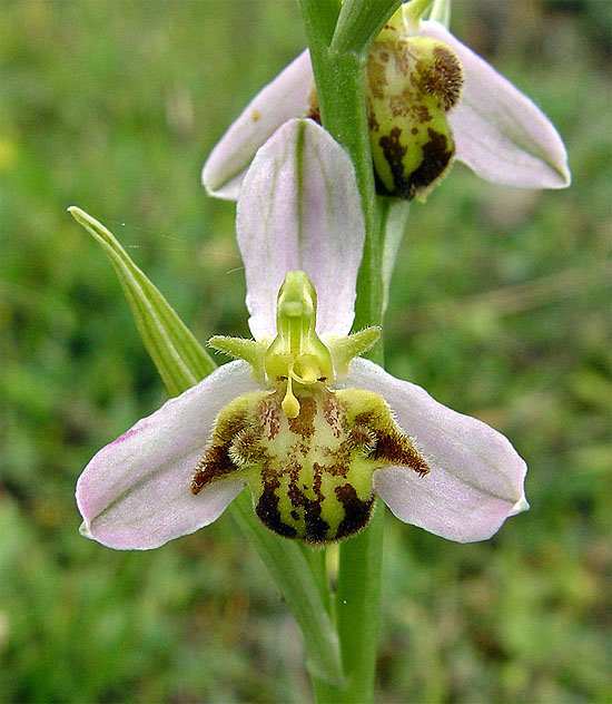 Ophrys apifera formes avec clés de recherches... Op_api10