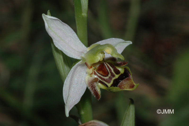 Ophrys apifera formes avec clés de recherches... Ophrys10