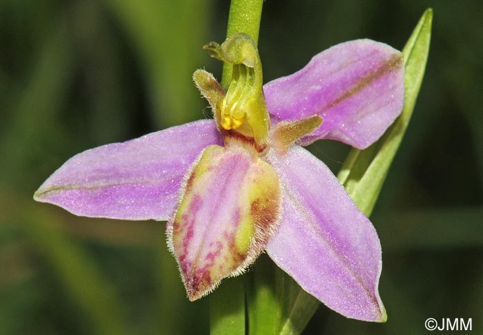Ophrys apifera formes avec clés de recherches... Ophrys11