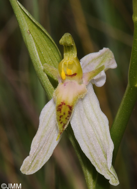 Ophrys apifera formes avec clés de recherches... Ophrys12