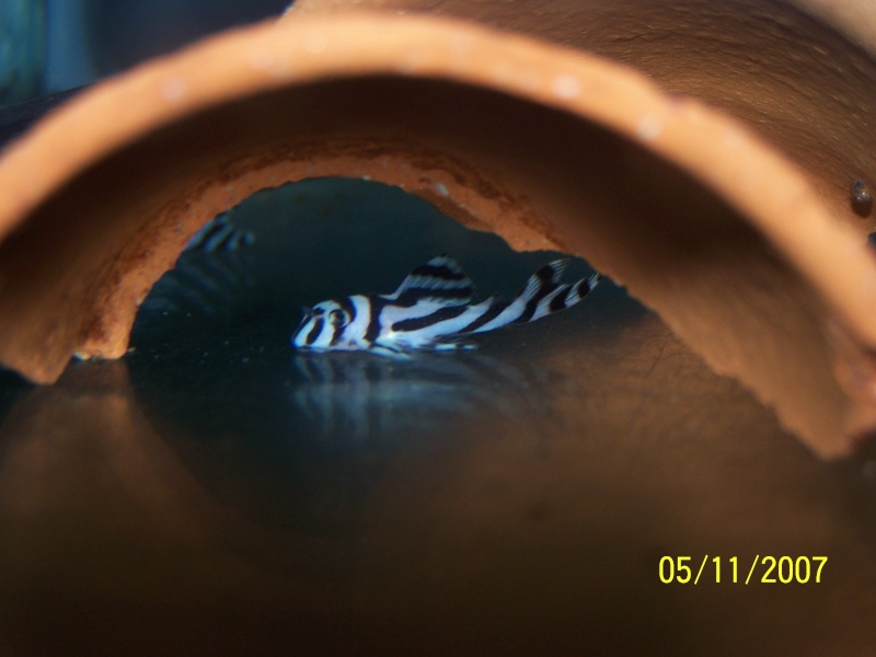 Hypancistrus zebra (L 046) 100_5310