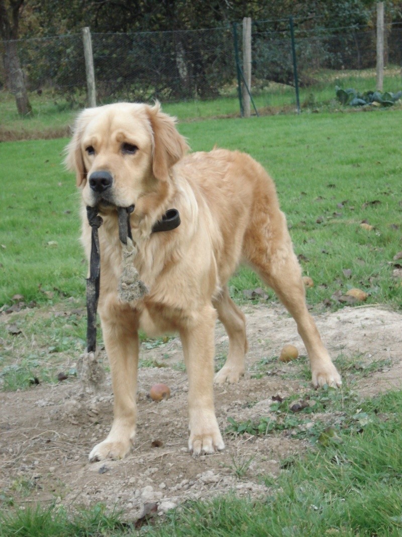 WHISKY (golden) - Page 6 Dsc00714