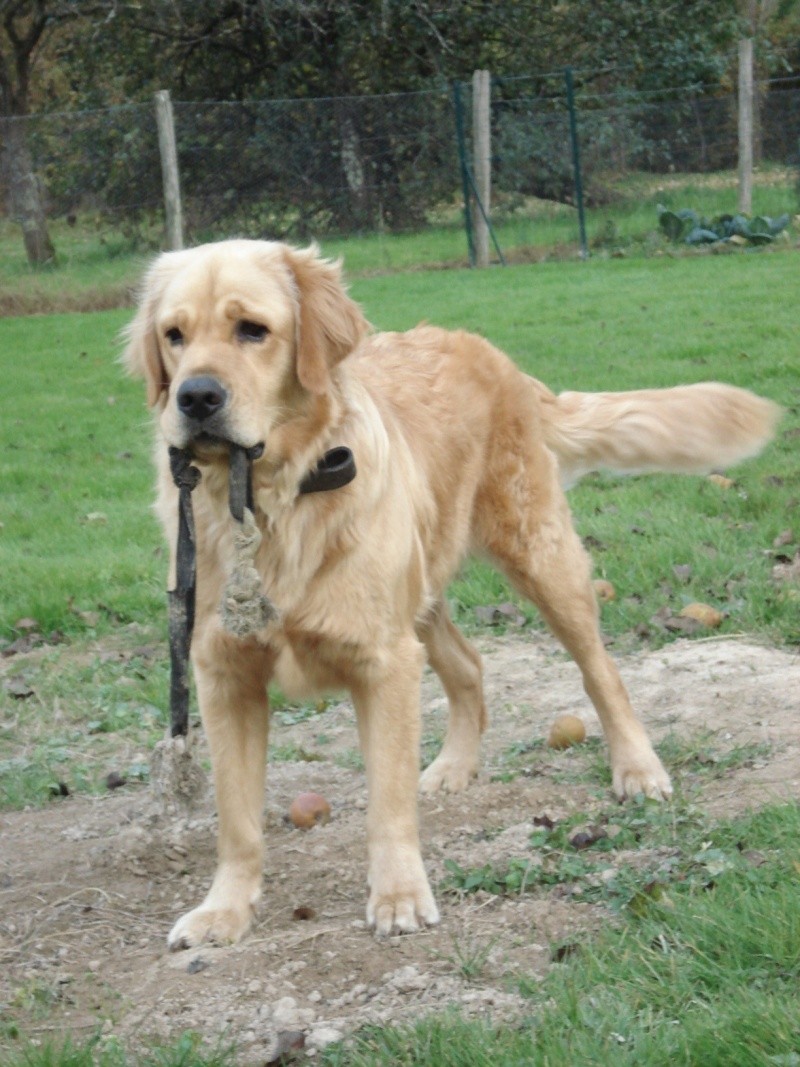 WHISKY (golden) - Page 6 Dsc00718