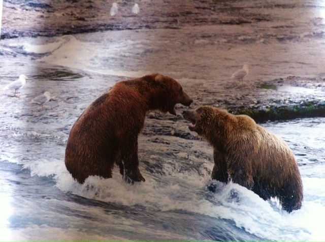·	Ursus arctos arctos : l’ours brun - Page 4 Photo_12