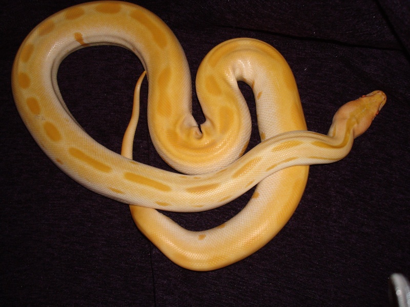 python 2007_124