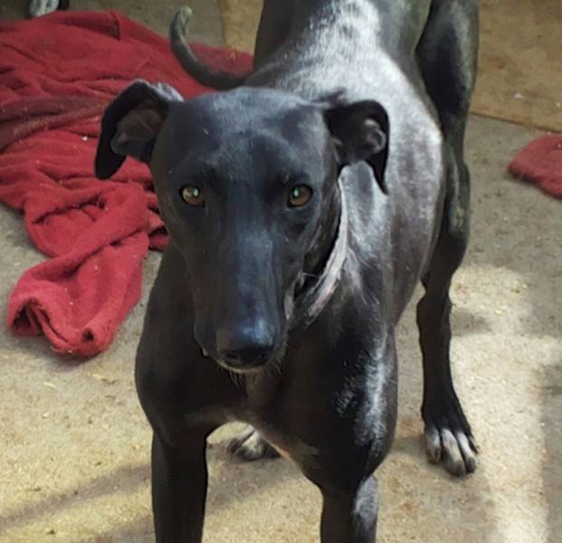 Florentina, galga noire, 18 mois Scooby France Adoptée - Page 2 Floren11