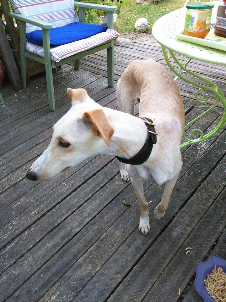 Joyce ,petite galga de 12 mois Scooby France Adoptée Joye_210