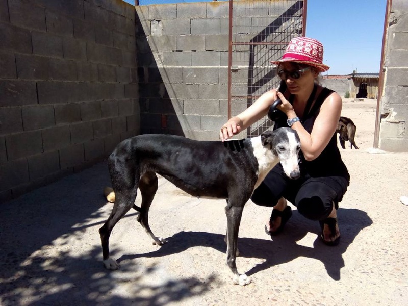 Ligera galga blanche et noire, 4 ans Scooby France Adoptée  Ligera11